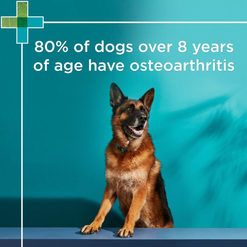 PAW by Blackmores Osteosupport Joint Care 150s – Clinical Joint Support