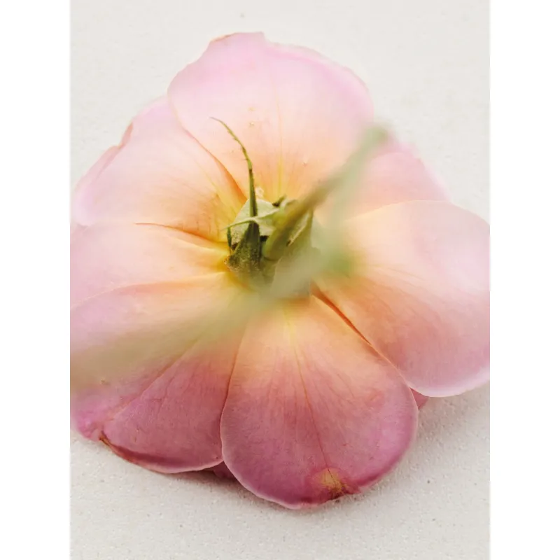 Chloé Atelier des Fleurs EDP 50ml Rosa Damascena