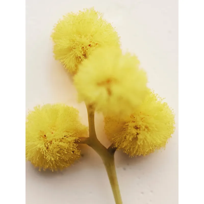 Chloé Atelier des Fleurs EDP Spray HERBA MIMOSA 50ml