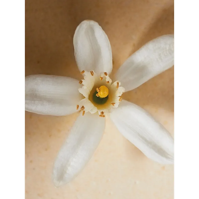 Chloé Atelier des Fleurs EDP NEROLI 150ml