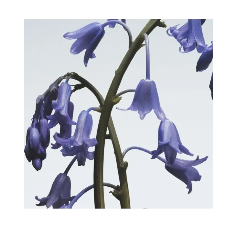 Jo Malone London Wild Bluebell Diffuser 165ml