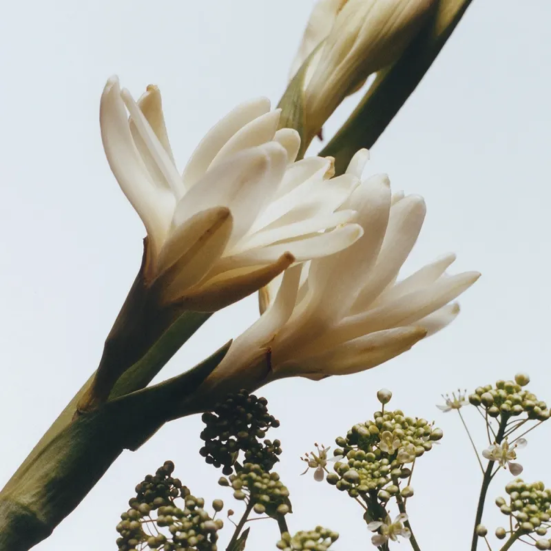 Jo Malone London Tuberose Angelica Body Crème