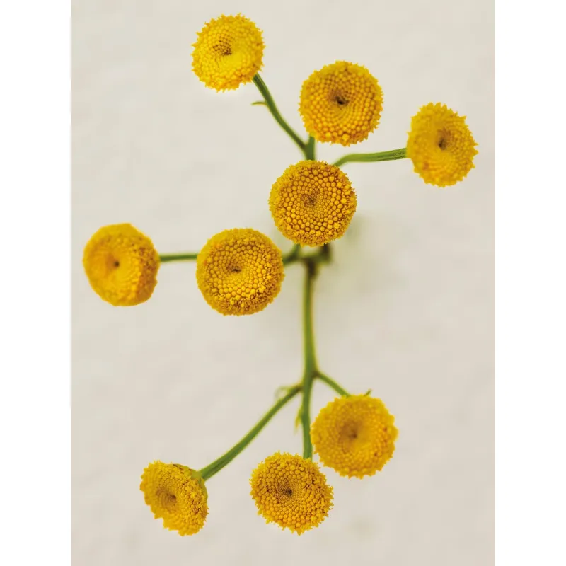 Chloé Atelier des Fleurs Immortelle Eau de Parfum, 150ml