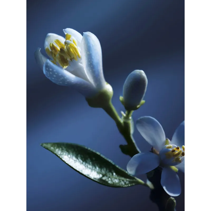 Chloé Atelier Des Fleurs EDP 50ml Nuit D'oranger