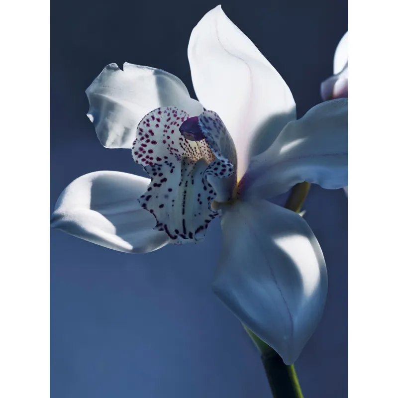 Chloé Atelier des Fleurs Orchidée de Minuit Eau de Parfum 50ml