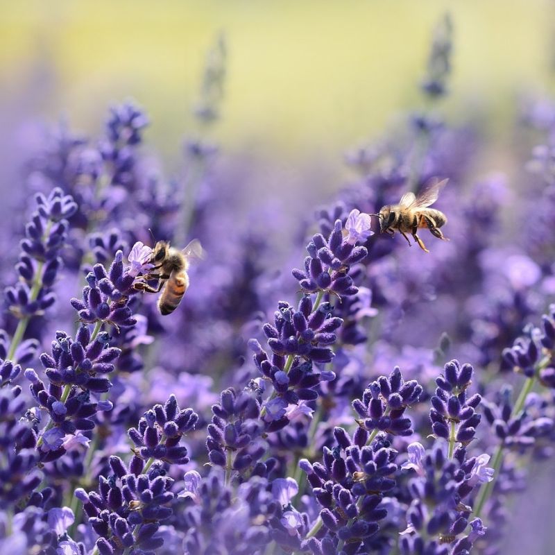 Thursday Plantation-Lavender Oil 100% Pure 25ml