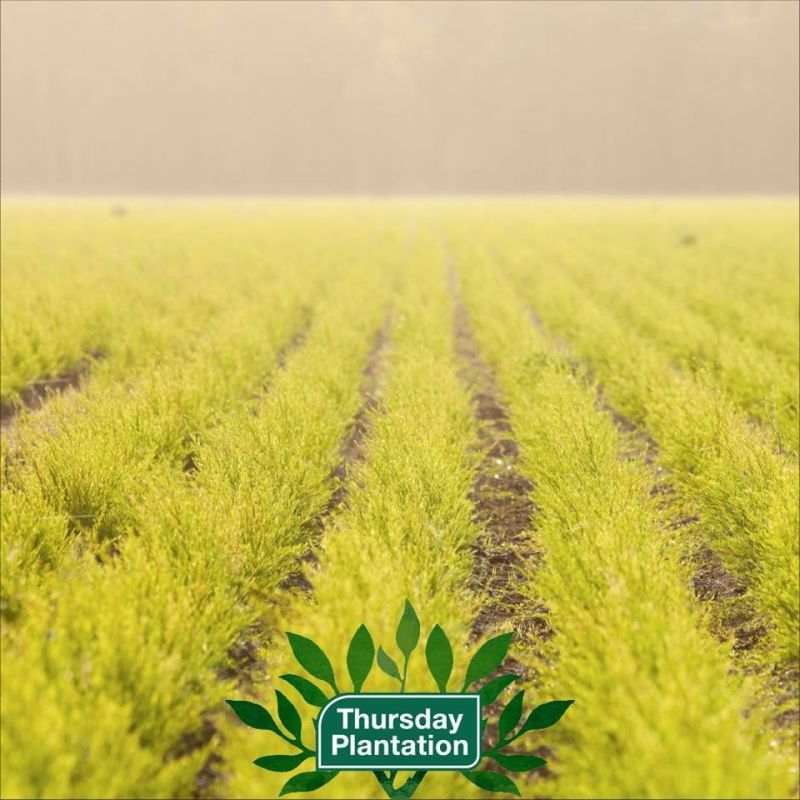 Thursday Plantation-Peppermint Oil Roll-on 9ml