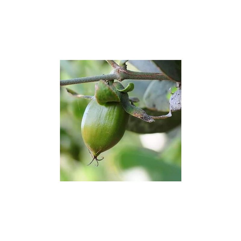 The Jojoba Company-100% Natural Australian Jojoba Oil 85ml