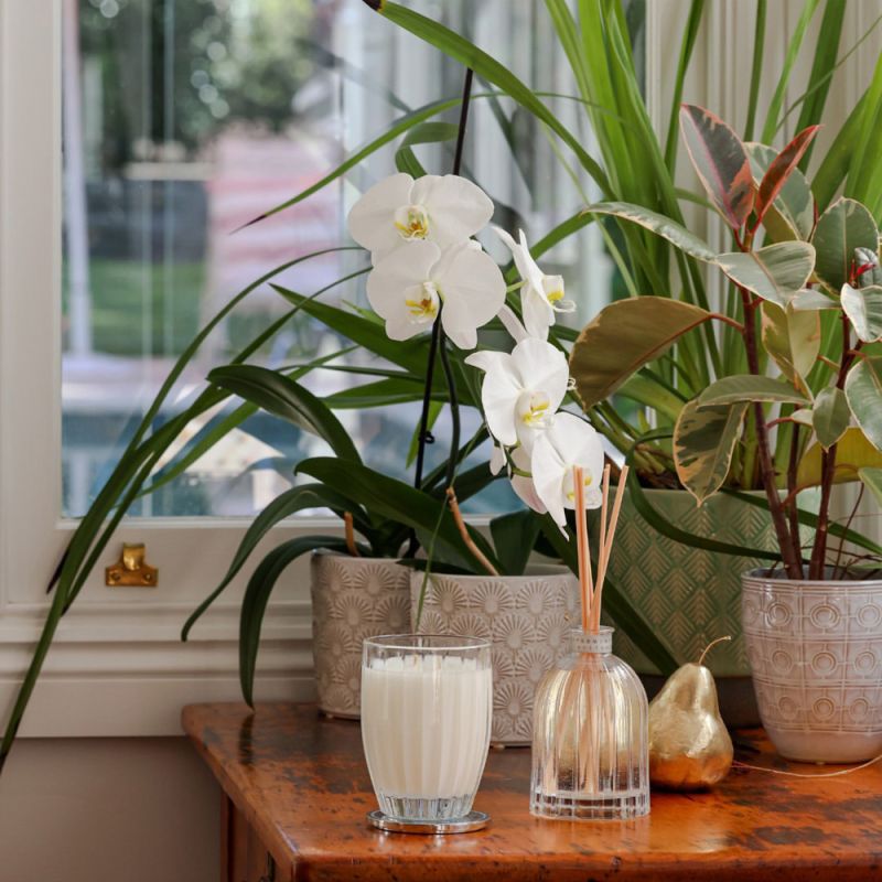 Peppermint Grove-Wild Jasmine & Mint Large Room Diffuser 350ml