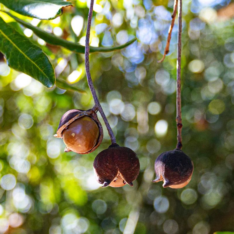Macadamias Australia The Original Golden Crunch Macadamias Dry Roasted 225g