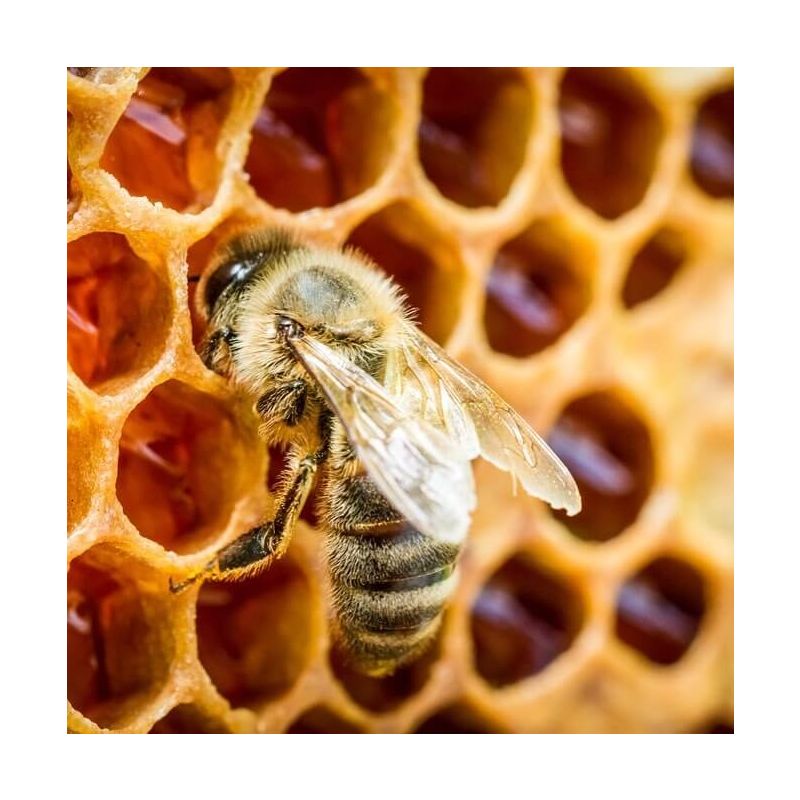 Manuka Health-Manuka Honey MGO 400+ 250g