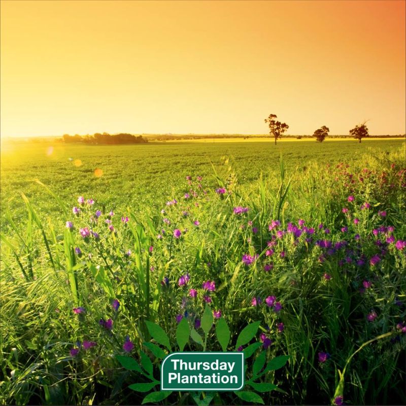 Thursday Plantation-Tea Tree Face Wash For Acne 150ml
