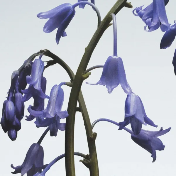 Jo Malone London Wild Bluebell Body Cr&egrave;me 175ml