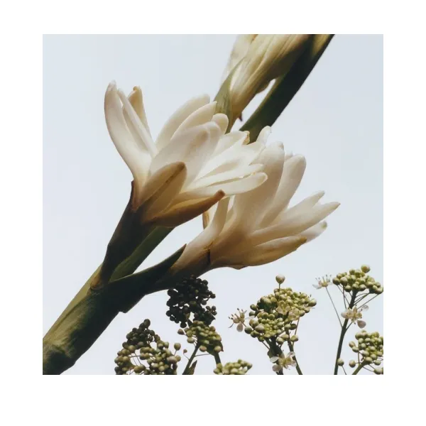 Jo Malone London Tuberose Angelica Cologne Intense 50ml