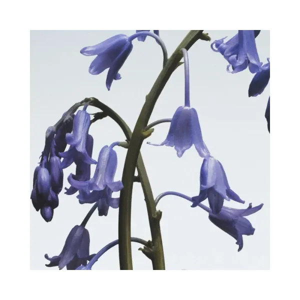 Jo Malone London Wild Bluebell Hand Cream 30ml