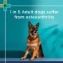 PAW By Blackmores Osteocare Joint Protect Chews For Medium And Large Dogs 500g