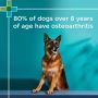 PAW by Blackmores Osteosupport Joint Care 150s – Clinical Joint Support
