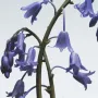 Jo Malone London Wild Bluebell Classic Candle 200g