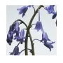 Jo Malone London Wild Bluebell Diffuser 165ml