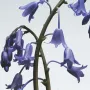 Jo Malone London Wild Bluebell Body Crème 175ml