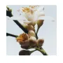 Jo Malone London Orange Blossom Diffuser 165ml