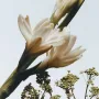Jo Malone London Tuberose Angelica Body Crème