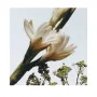 Jo Malone London Tuberose Angelica Cologne Intense 50ml