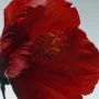 Jo Malone London Cologne Intense Red Hibiscus 100ml