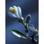 Chloé Atelier Des Fleurs EDP 50ml Nuit D'oranger