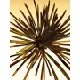 Chloé Atelier Des Fleurs EDP 50ml Cedrus Intense