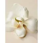 Chloé Atelier des Fleurs Magnolia Alba Perfumed Concrete 3g