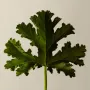 Aesop Geranium Leaf Body Cleanser 500mL refill