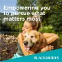 Blackmores Mega B Complex 75 Tablets