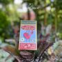 Wealthy Health-Maxi Blood Sugar Balance 60 Tablets EXP 07/2026