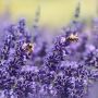 Thursday Plantation-Lavender Oil 100% Pure 25ml