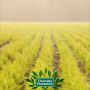 Thursday Plantation-Lavender Oil 100% Pure 50ml