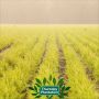 Thursday Plantation-Lavender Oil Roll-On 9ml