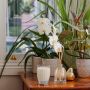 Peppermint Grove-Austin & Oud Mini Room Diffuser 100ml
